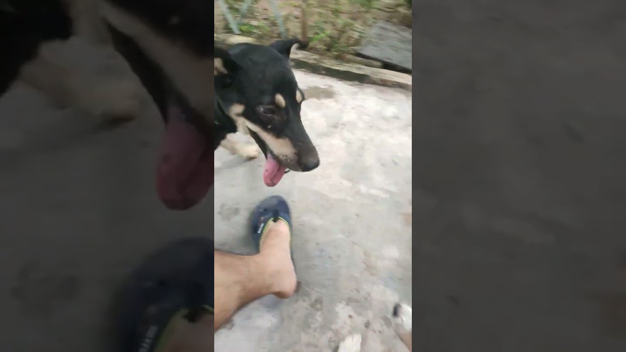 Kem dog play together pido dog
