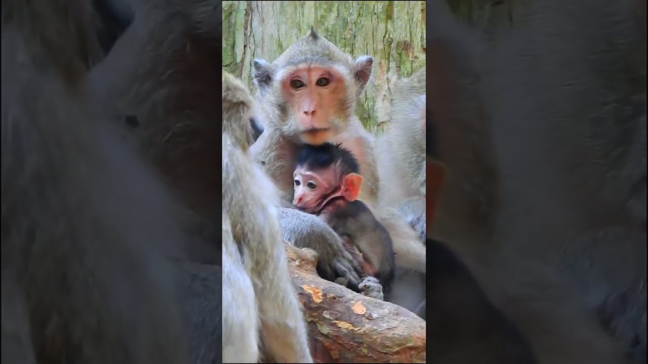 Oh, Look small baby monkeys staying with their family is so cute.