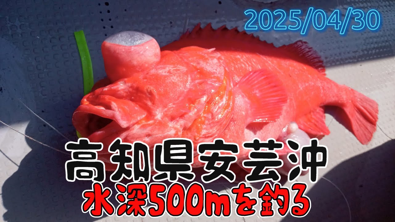 高知県安芸市沖、水深500ｍオーバーを釣る。釣れんかった？
