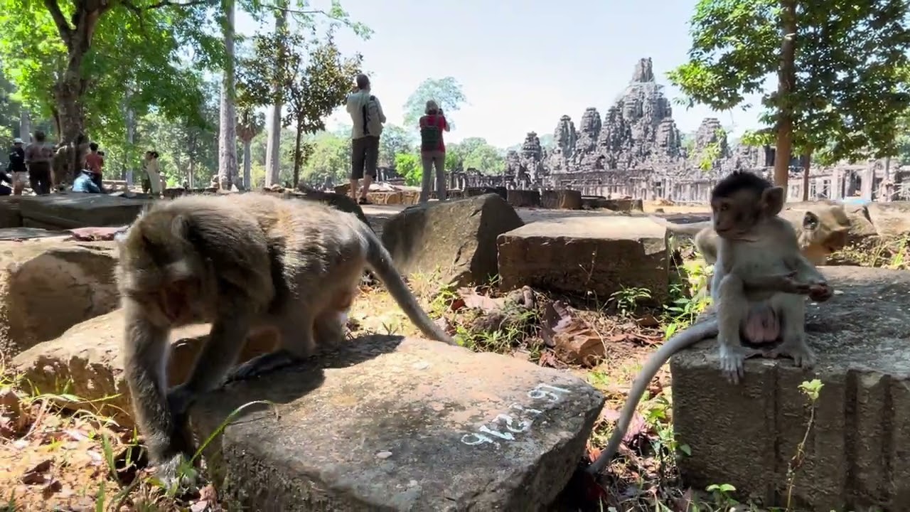 Bayon temple with Monkey 