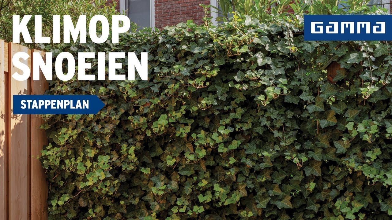 Klimop snoeien: zo ga je te werk | GAMMA België