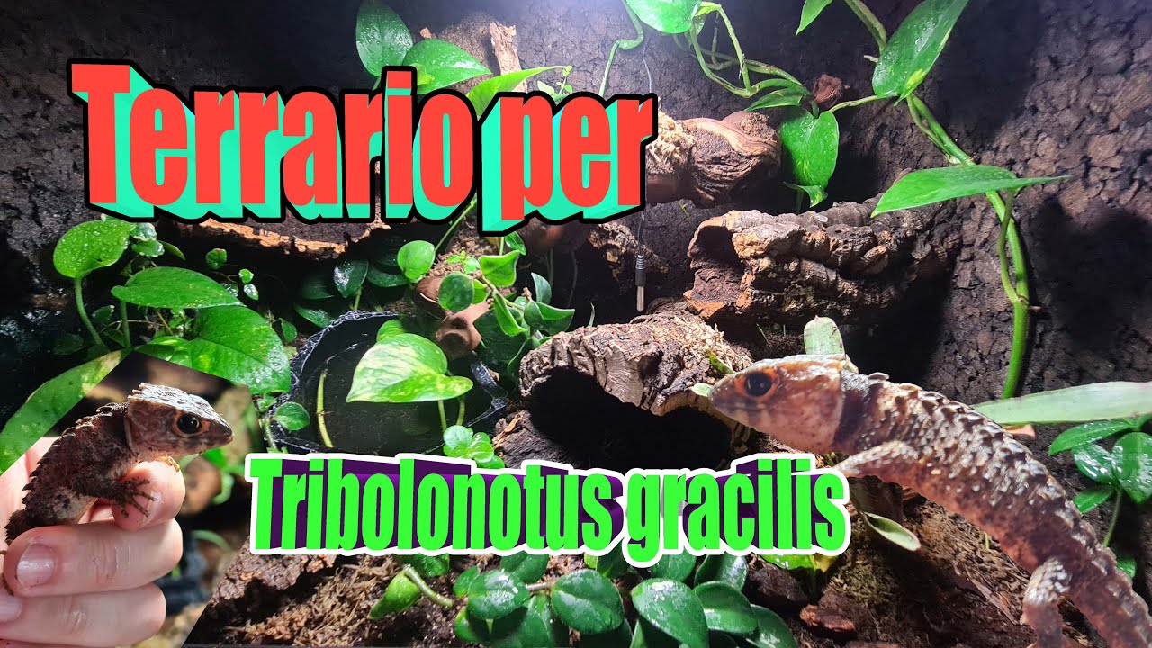 Allestimento TERRARIO TRIBOLONOTUS GRACILIS - Piante vere - fondo attivo - RETTILI - BASSI GARDEN
