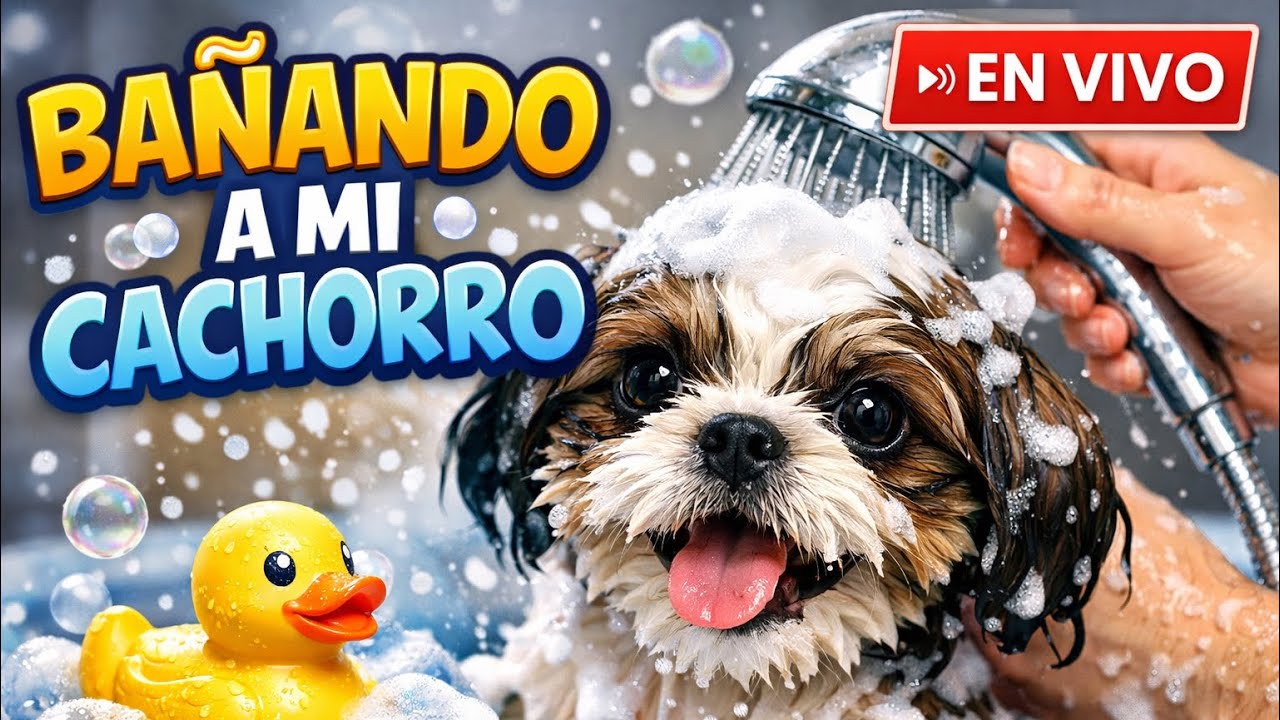 Bañando a mi Cachorro