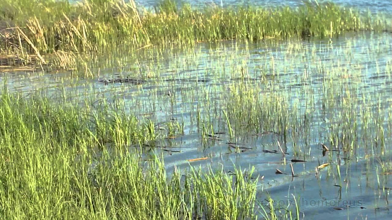 Abramis  - Bream - Лещ
