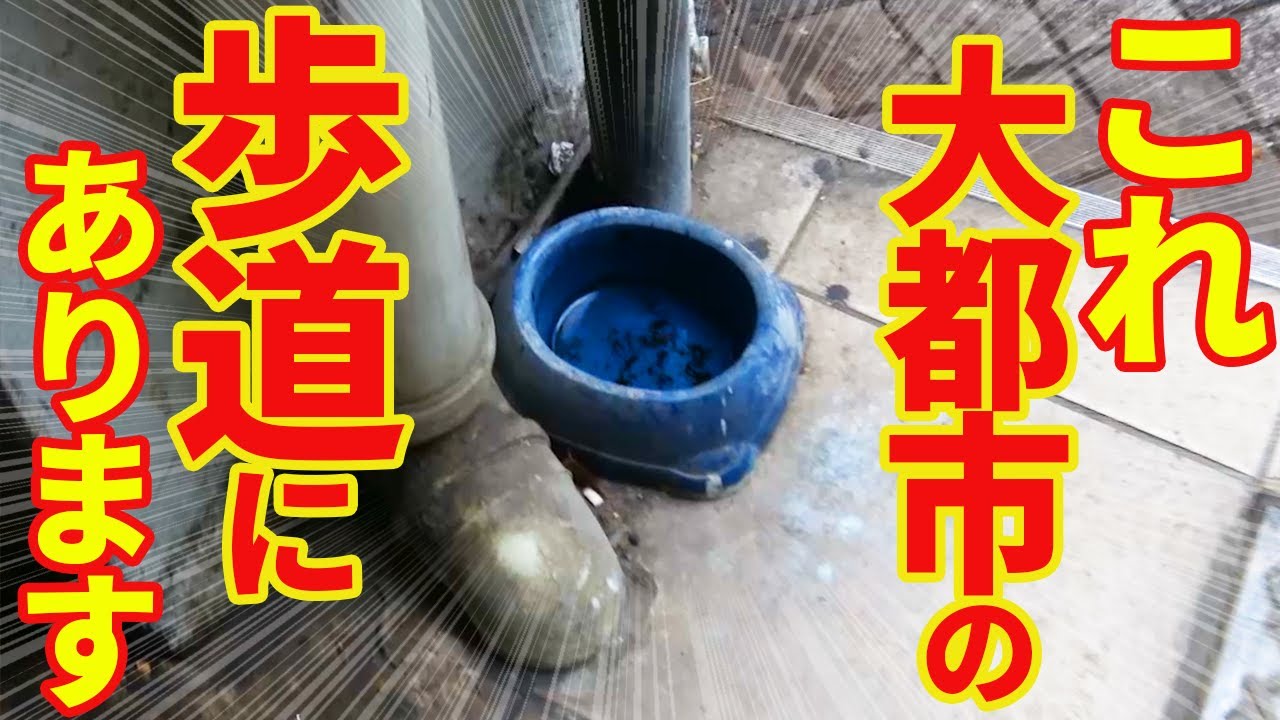 トルコ旅行で驚いた！あり得ない場所に野良犬・野良猫が…⁉