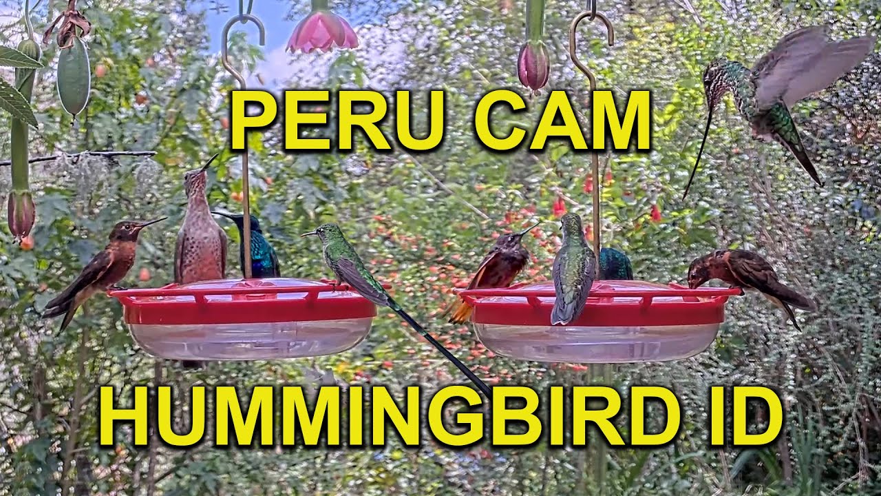 Find All Eleven Hummingbird Species Seen at Our Peru Cam and WIN