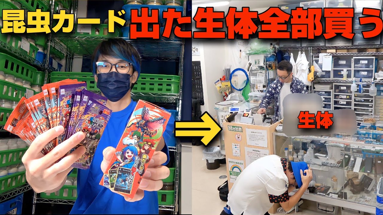 話題沸騰入のカードゲームで出てきたクワカブを全部購入した結果破産した