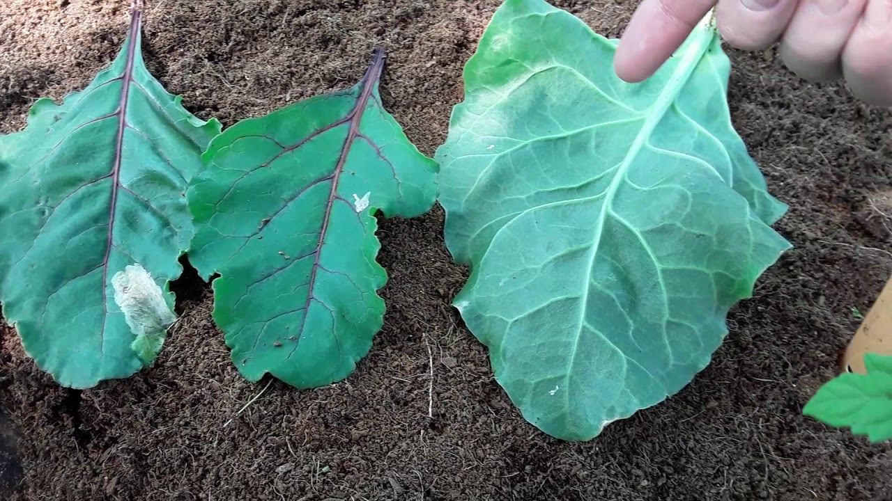 How To Identify Beet Leaf Miner Damage & Eggs ♻️ Neem Oil ♻️ #shedwars ♻️ #teamoverthepond