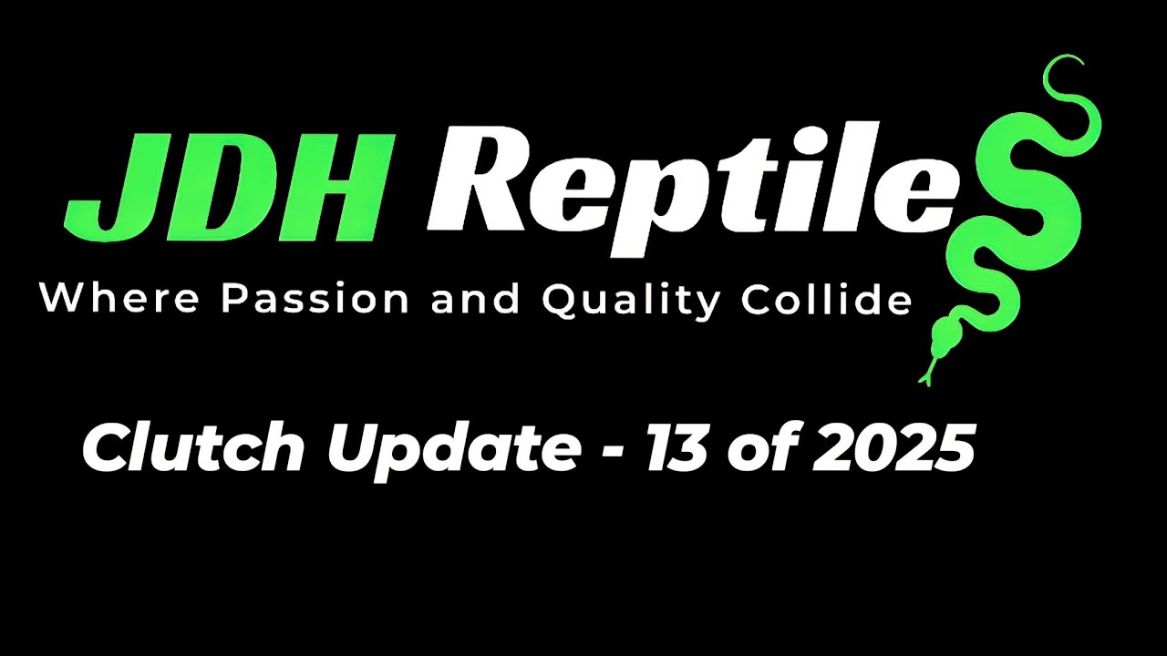 Clutch Update - Clutch 13 of 2025 - Lori animals. 