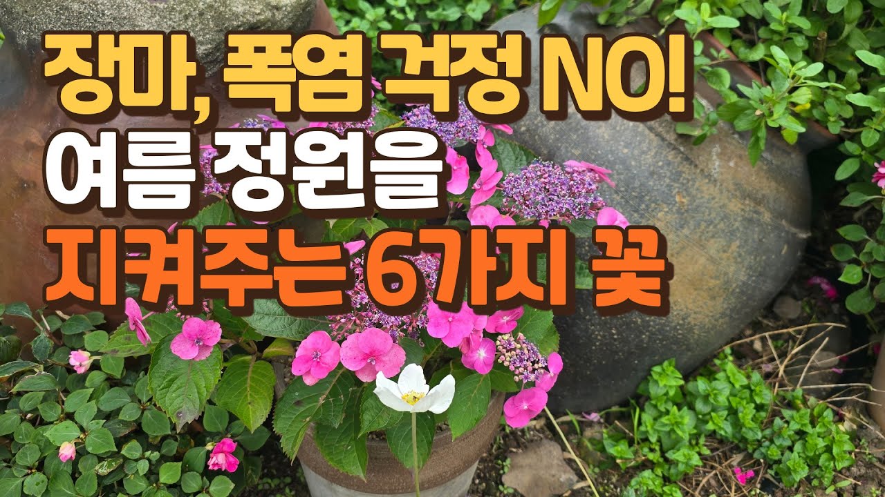 장마, 폭염 걱정 NO! 여름 정원을 지켜주는 6가지 꽃