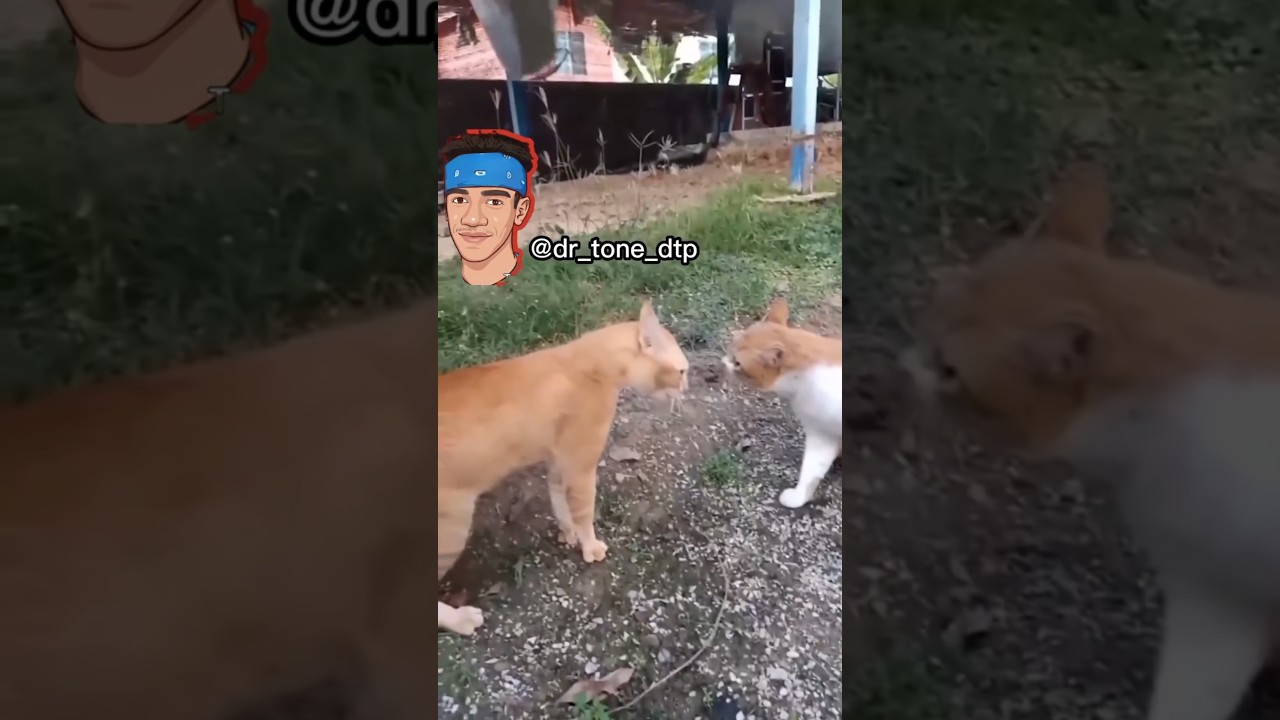 Action #entertainment #comedy #funny #fun #arabreaction