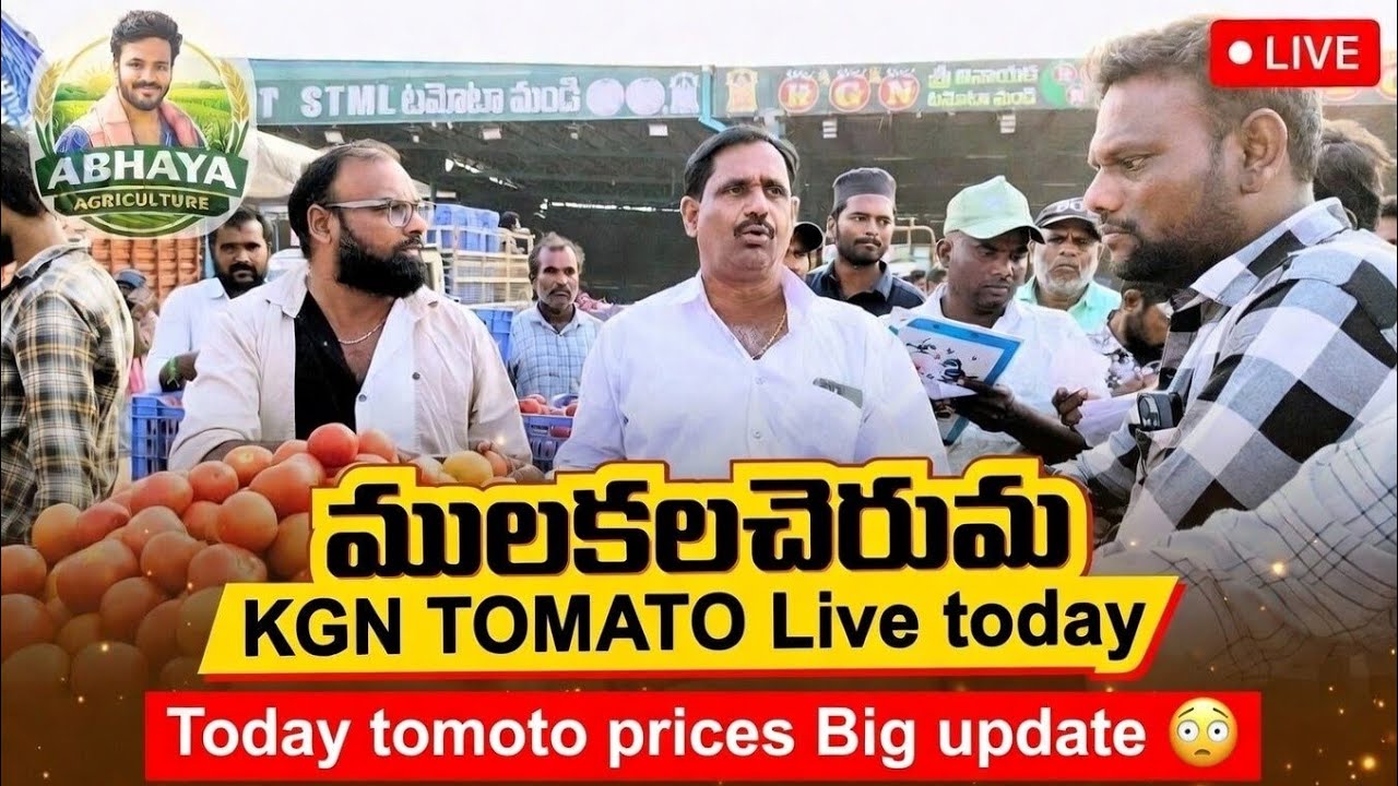MULAKALACHERUVU KGN TOMATO MARKET LIVE TODAY 🔴|@Abhayaagriculture  is live
