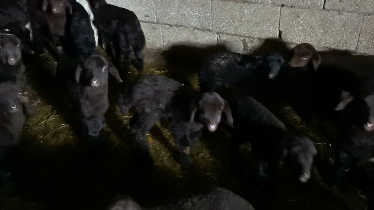KURTLAR GECE MAHALLEYE GELİYOR KOYUNLARIN ÇOĞU DOĞURDU.