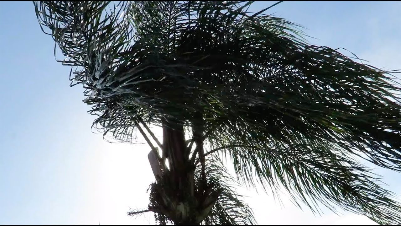 The subtle, magical energy of wind.