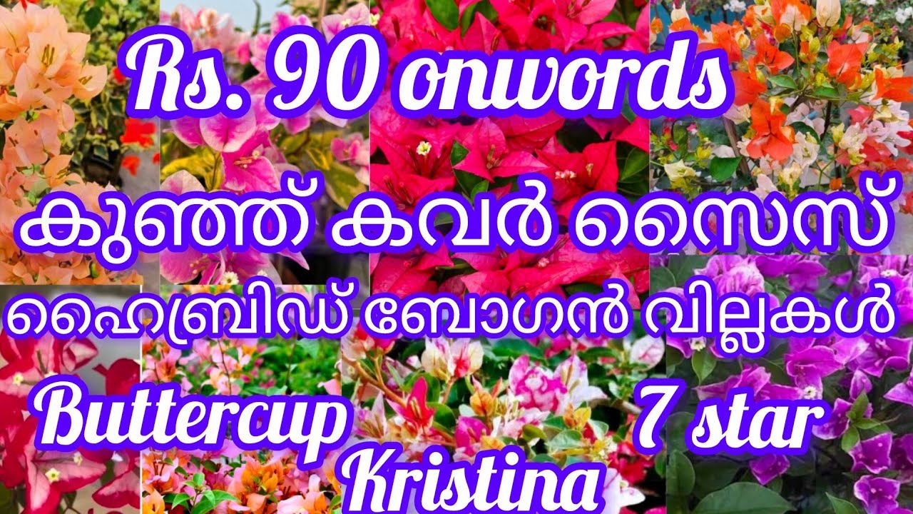 കുഞ്ഞ് കവർ ഹൈബ്രിഡ് ബോഗൻ വില്ല ചെടികൾ കുഞ്ഞ് വിലയിൽ. Rs. 90.