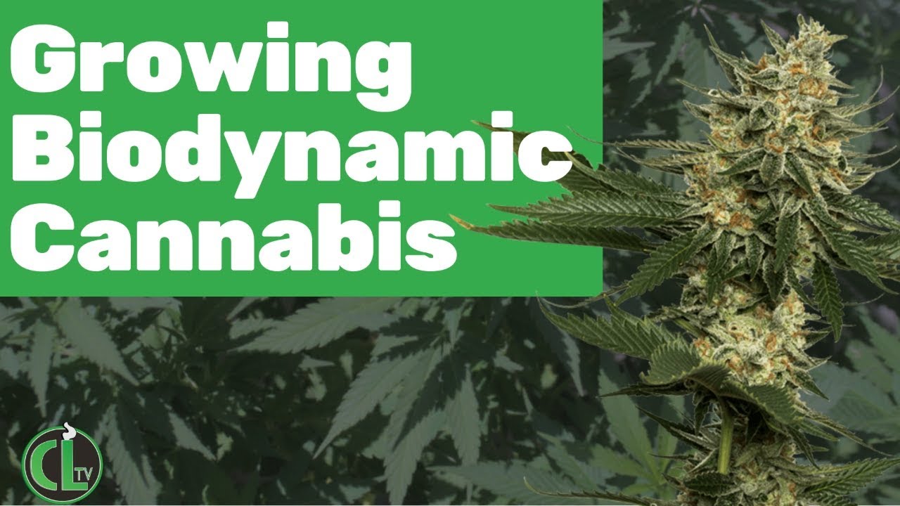 Growing Biodynamic Cannabis (ROI Bio-Soil Interview) | Cannabis Lifestyle TV