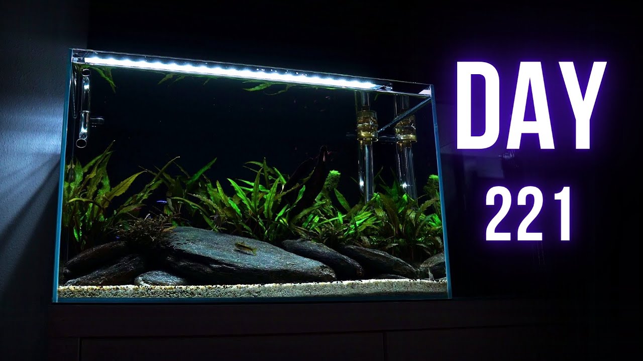 This SIMPLE AQUARIUM is ALMOST 8 MONTHS OLD | EP6 COMMUNITY AQUARIUM