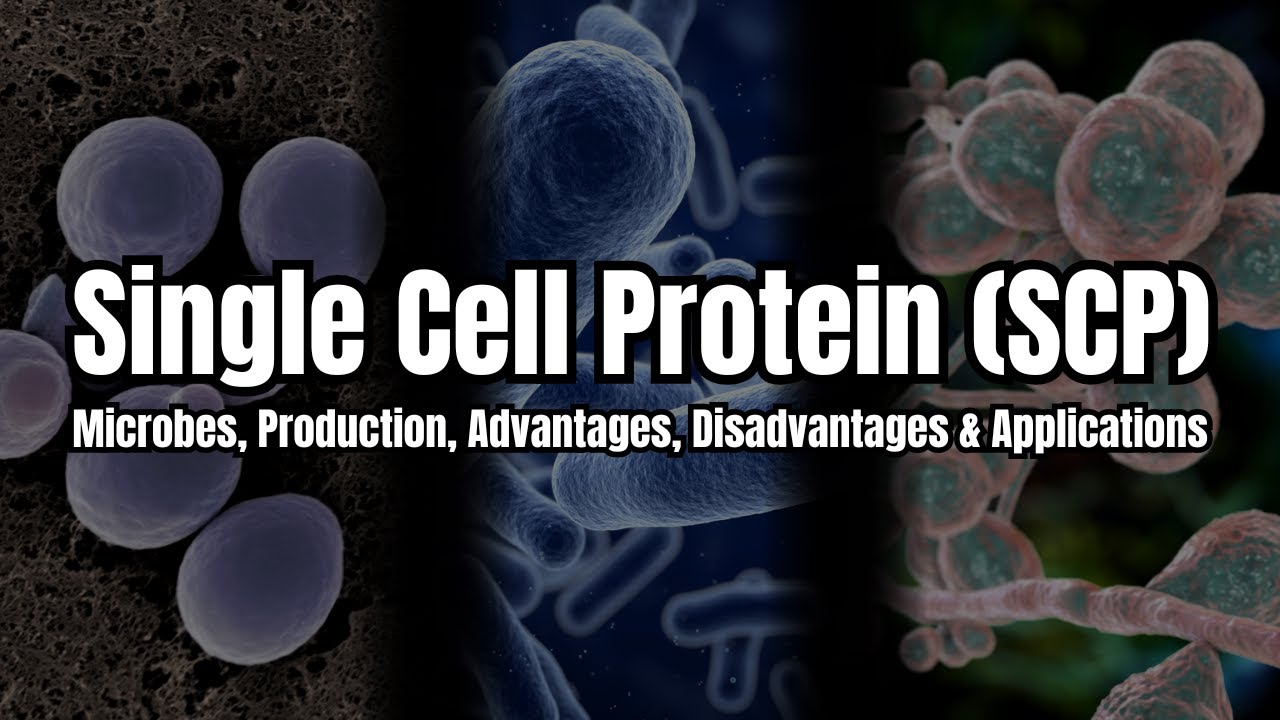 Single Cell Protein (SCP) Explained | Sources, Production, Uses & Applications | Food Microbiology