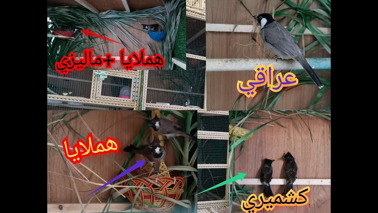 تصوير المحمية وشنو لبلابل لي عندي وحجم المحمية المناسب الإنتاج