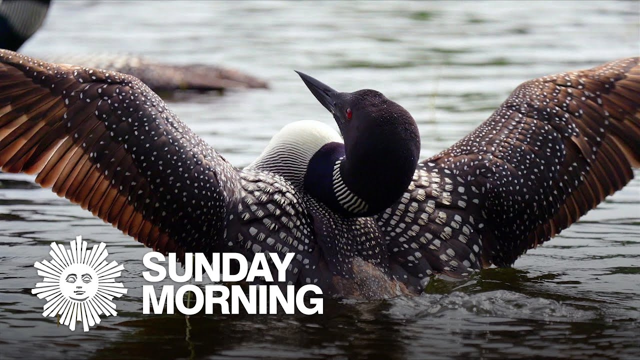 Nature: Loons in Massachusetts