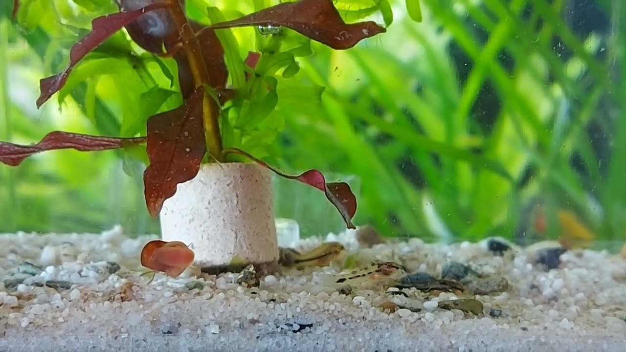 Corydoras Pygmaeus Zuchtbericht