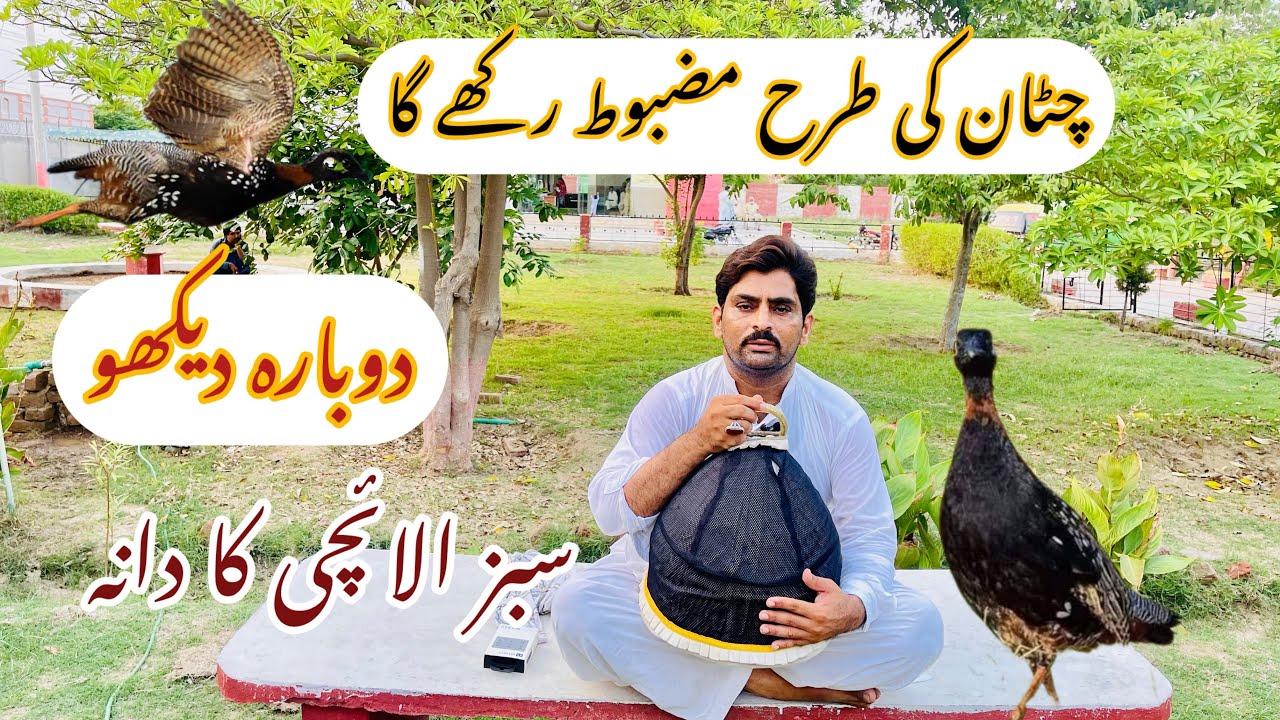 تیتر کو چکری میں مست کیسے رکھیں // تیتر کی تھکاوٹ کیسے دور کریں