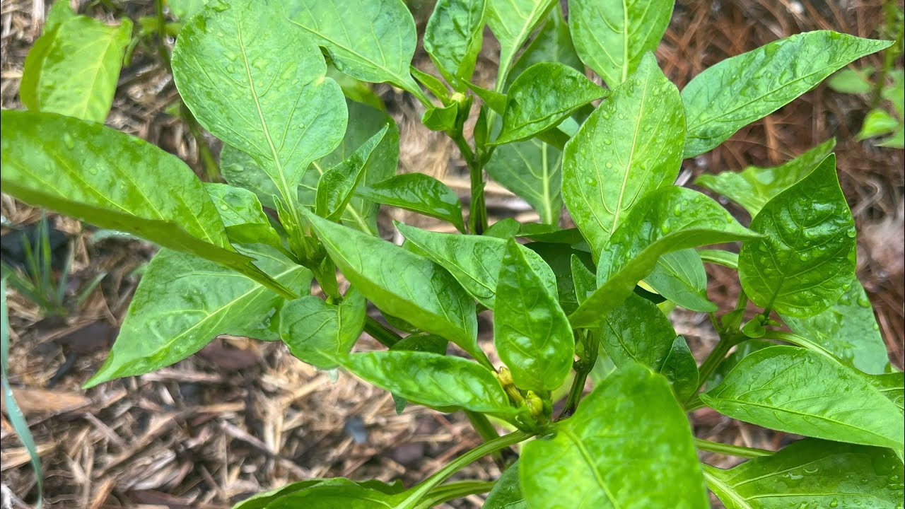 Why Aren&rsquo;t My Peppers Growing? 5 Tips For Increasing Your Pepper Production