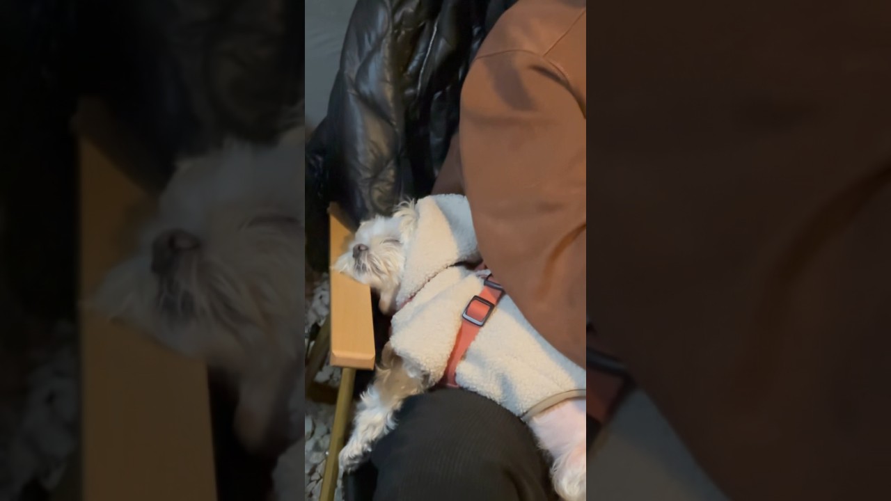 4년차 캠핑견은 캠핑 가면 뭘할까? 캠핑견의 하루🐶 #캠핑 #캠핑브이로그 #말티즈
