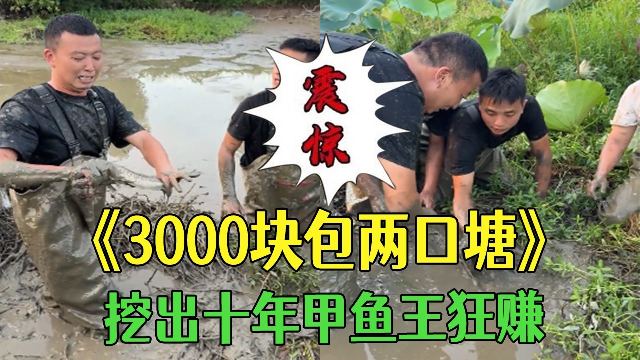 花 3000 塊包兩口魚塘，挖出十年甲魚王狂賺 ，直接迎來人生高光 #小飛哥  #三農#護外#鄉村守護人 #包塘