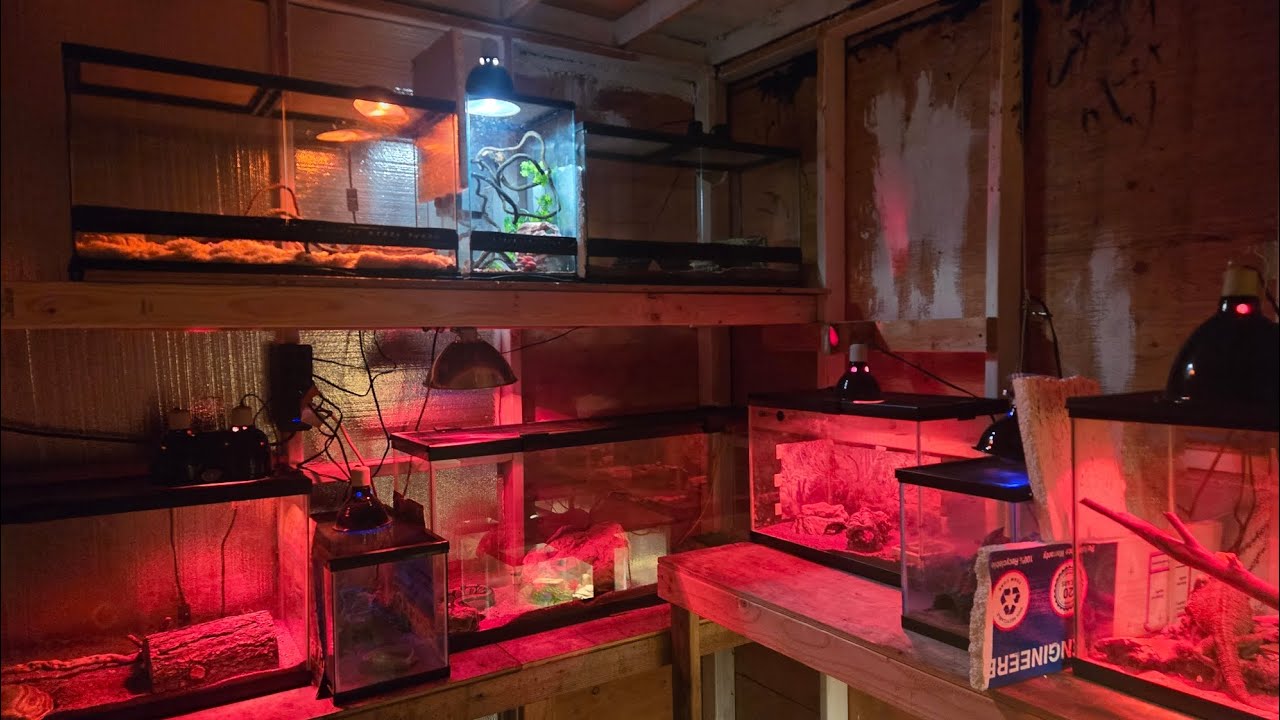 Reptile shed upgrade!