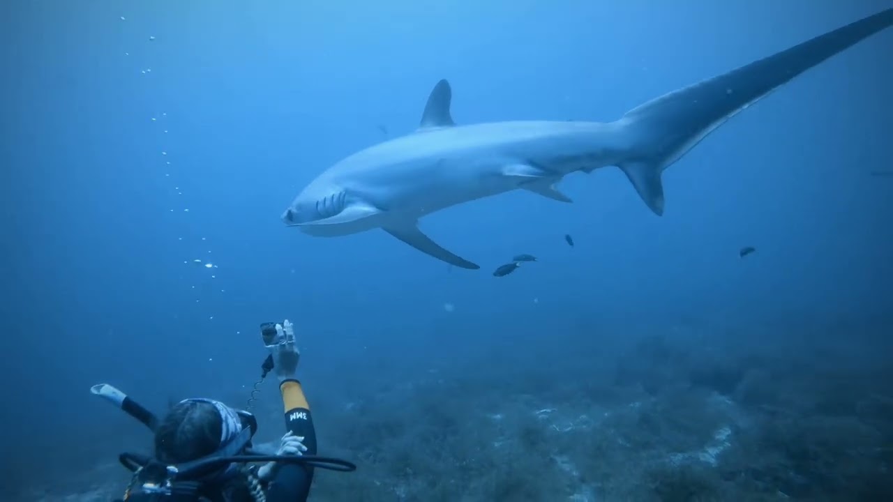 ✨Highlights✨ 🦊Thresher Sharks 🦈 📍Malapascua 🇵🇭 14 & 15 Feb 2026 ⌛️