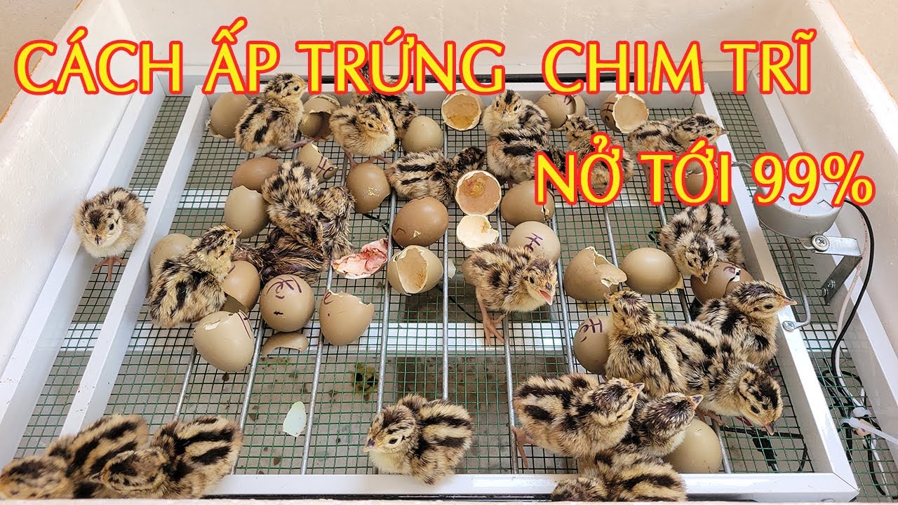 Cách Ấp Trứng Chim Trĩ Bằng Máy Ấp Trứng Kỹ Thuật Ấp Nở 99%
