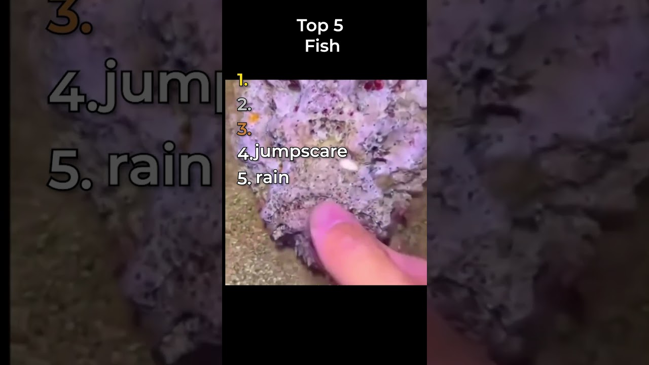 the funniest fish clips in the world