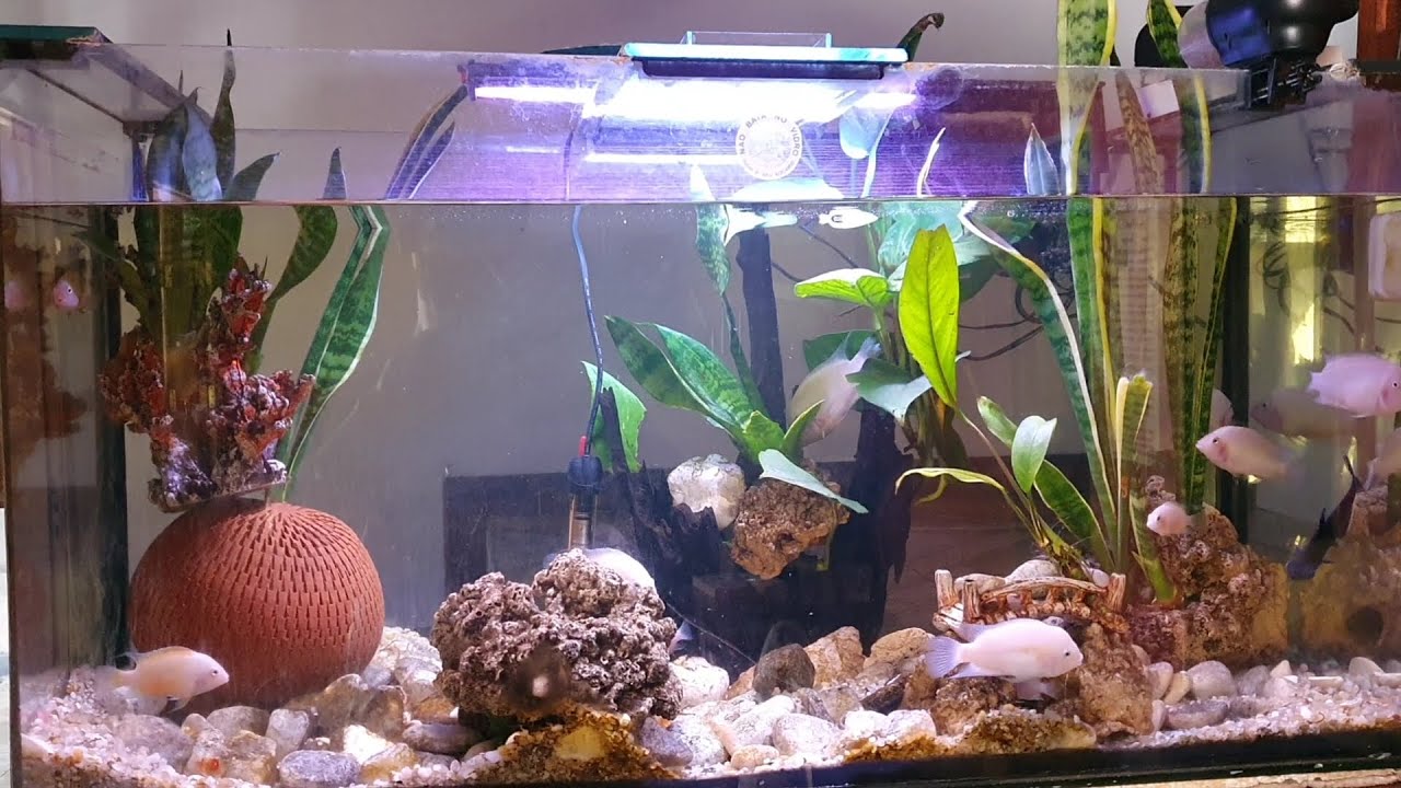 Plantas terrestres em Aquário???