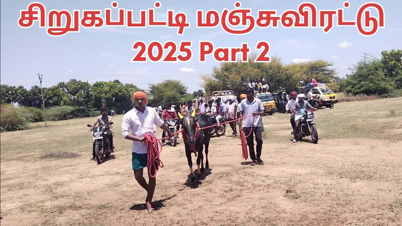 சிறுகப்பட்டி மஞ்சுவிரட்டு 2025 Part 2 # Karaikkudi # Vadivasal # @Vadivasalmathi 