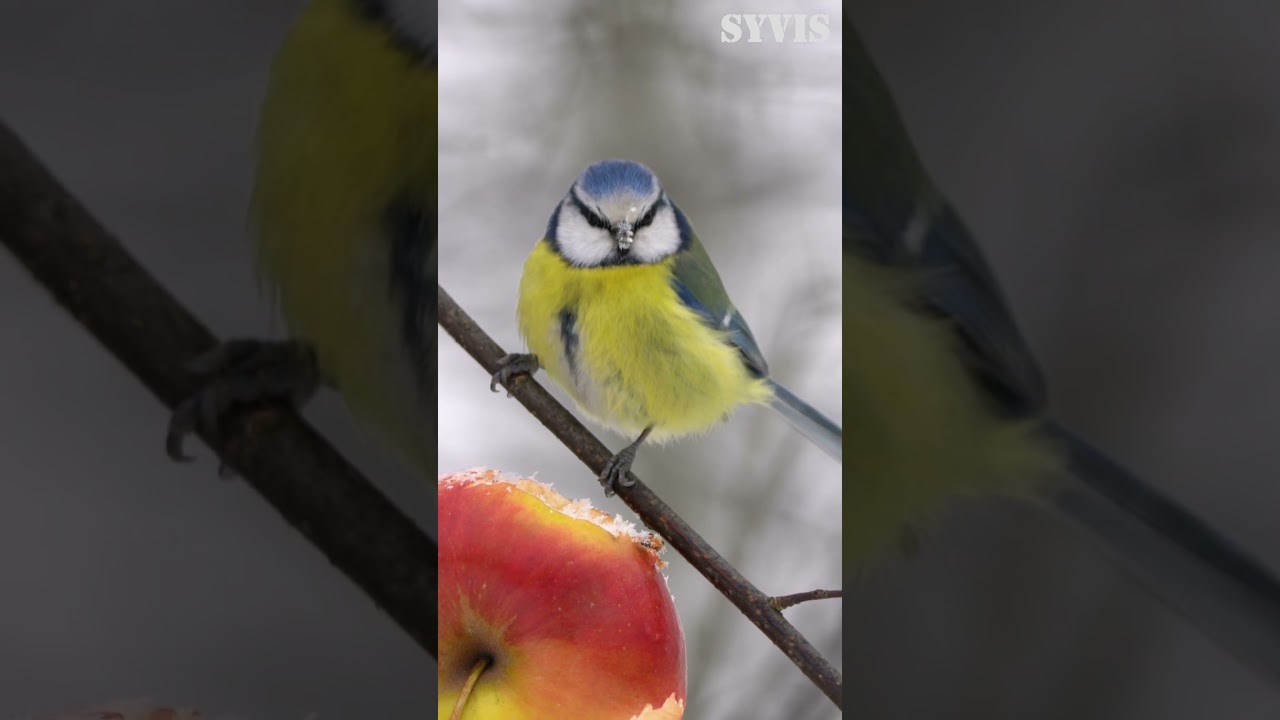 Blue Tit Takes The Apple From Above