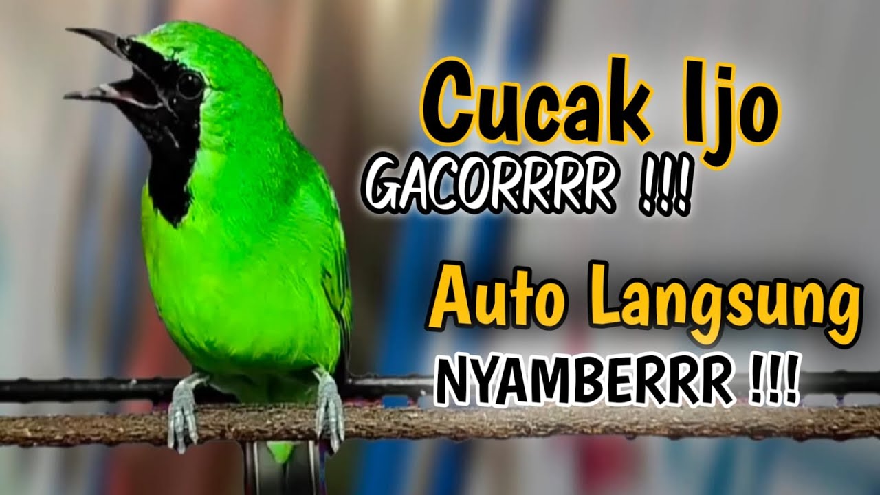 Cucak ijo gacor panjang Cuit Cuit EMOSI, Pancingan cucak ijo Belajar Bunyi, terapi AMPUH