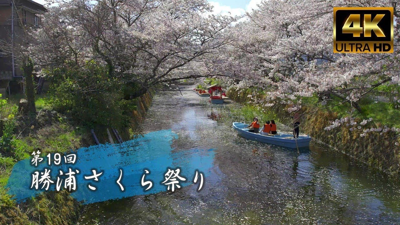 徳島 勝浦町さくら祭り 2022　ドローン空撮　DJI Air 2S