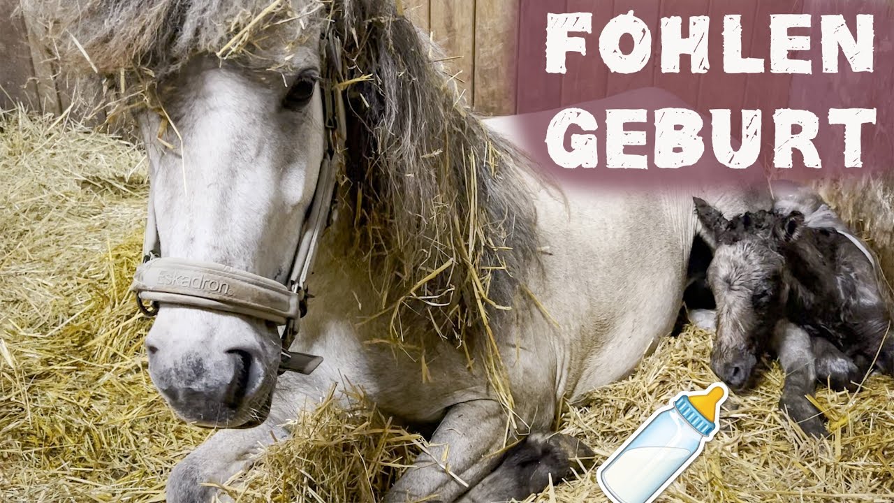 Fohlen Geburt ✮ die ersten Sekunden auf der Welt &hearts; Geht alles gut? Babyalarm!