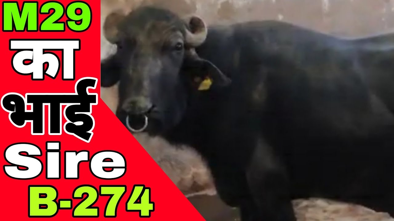 #m29's brother is the #famous #murrah bull, that's why it is special #b274 #pc461 #hldb #hisar
