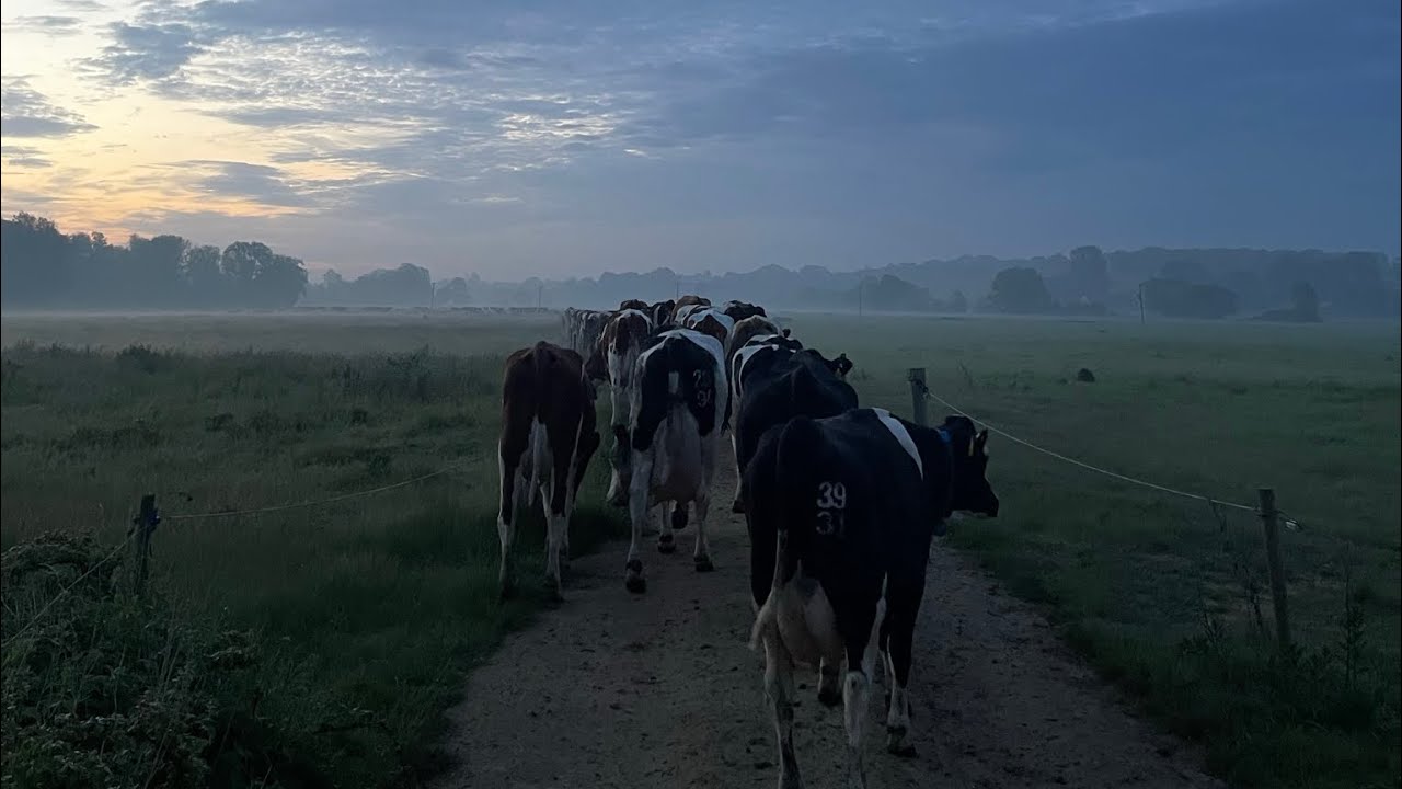 Fen Farm Dairy - Episode 12 - Looking back, at a year on a British Dairy Farm