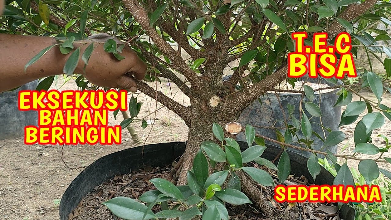 Eksekusi Bahan Koleksi Beringin Kimeng Yang Sederhan Sekali