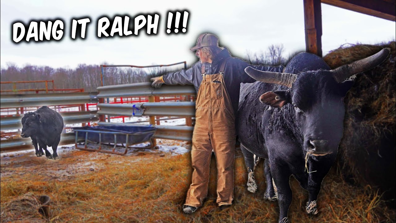 What Its REALLY Like Running A Bucking Bull Ranch!