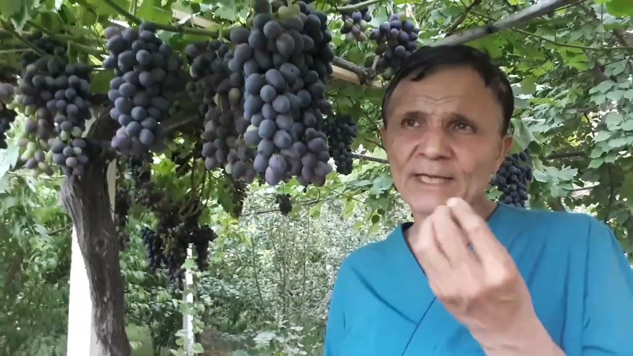 УЗИМ МЕРСИДЕС ХАРАКТЕРИ..ВИНОГРАД МЕРС