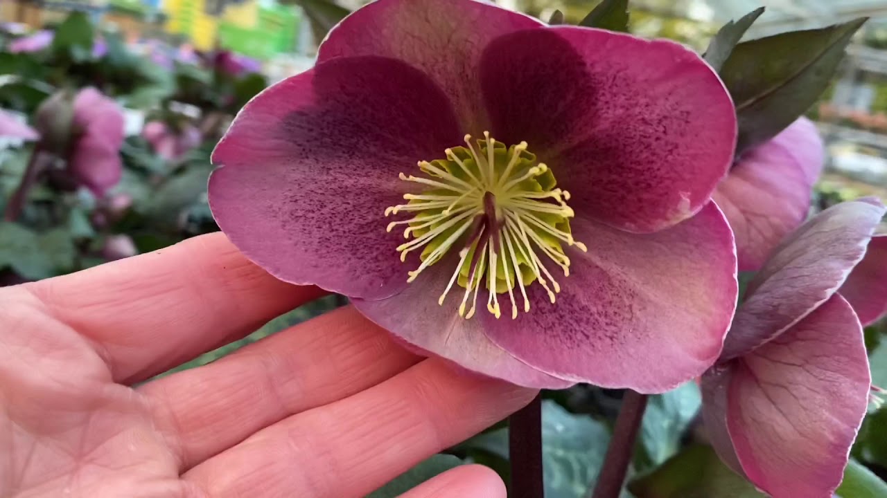 Удивительные Морозники с серебристо-мраморной листвой Hellebores Frostkiss Series