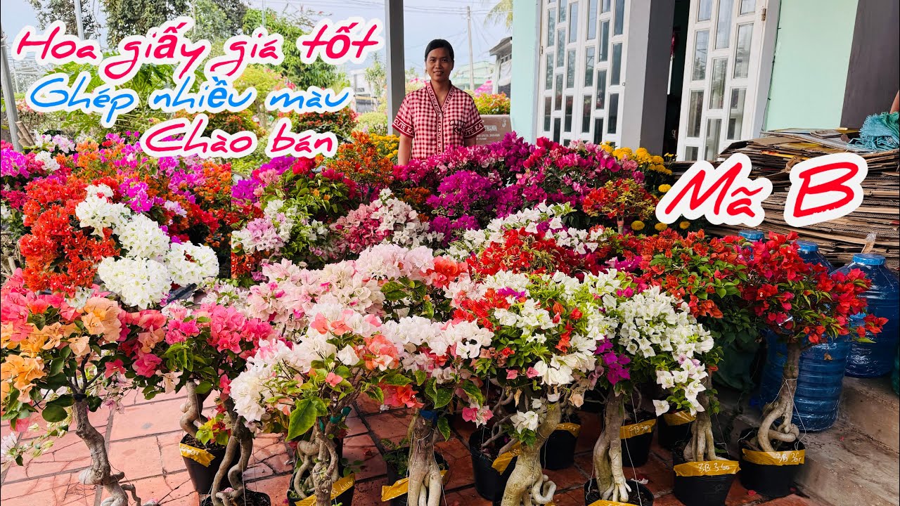 Hoa giấy ghép nhiều màu cây già giá tốt chào bán..25/02😘📲 0968.816.137.Cát-Tường