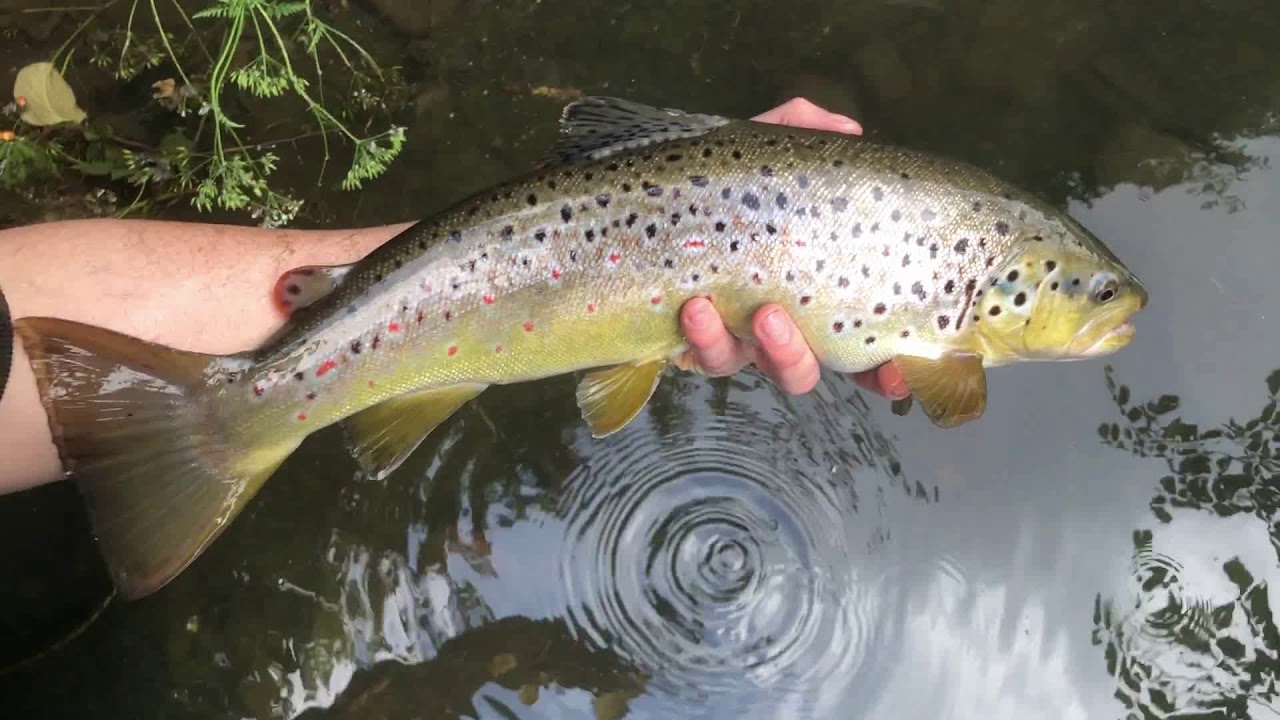 Urban Fly Fishing City Centre River - 2020