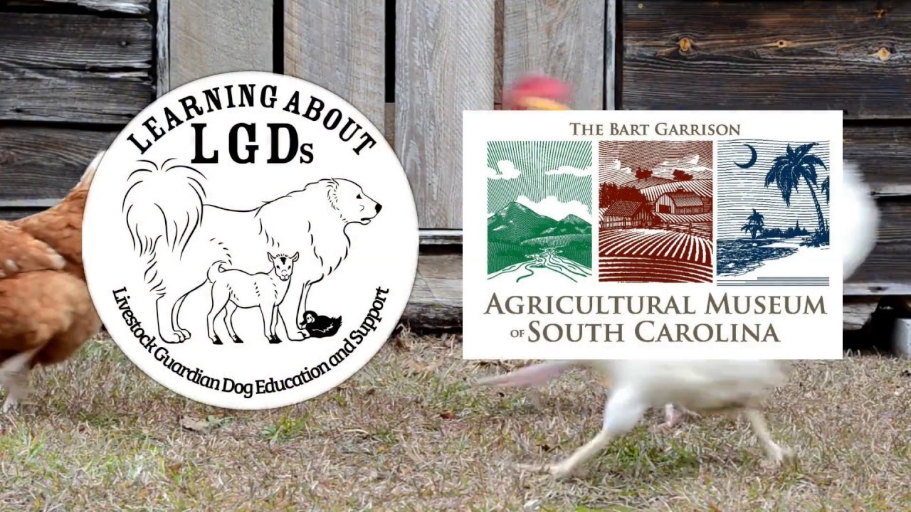 Learning About LGDs OnSite: LGD and Poultry