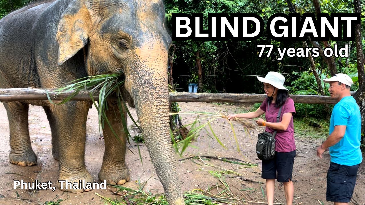 Elephant Sanctuary Phuket: Feeding Rescued Giants & Tang Toh Café 태국 푸켙