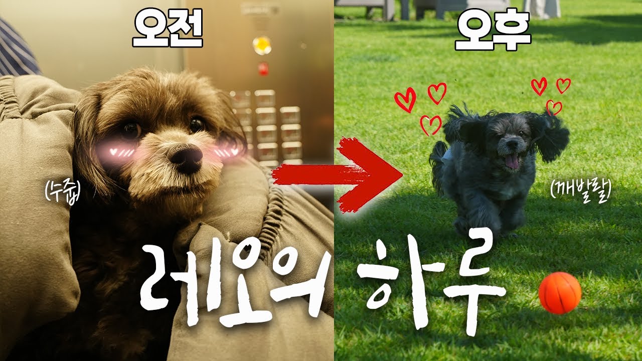 심쿵 주의) 3살 공주님 레오의 하루 (feat.애견카페)